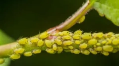 Metode populare de luptă și fonduri de la tll